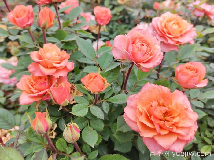 月季花夏天养护技巧(图1)