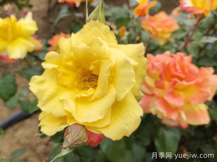 8首***美月季花古诗，春天赏花品诗(图2)