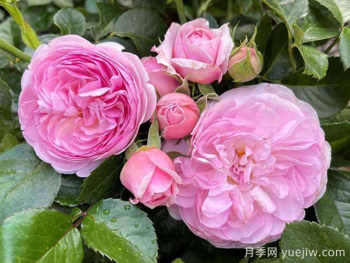 8首***美月季花古诗，春天赏花品诗(图1)