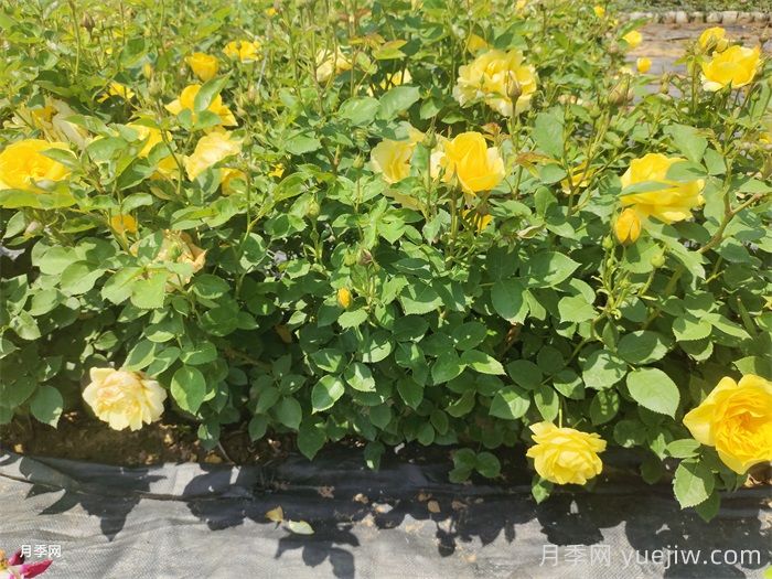 盆栽月季月月开花的关键是什么？(图1)