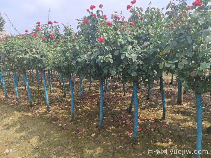南阳树状月季网上交易成功，900棵出嫁杭州萧山(图2)