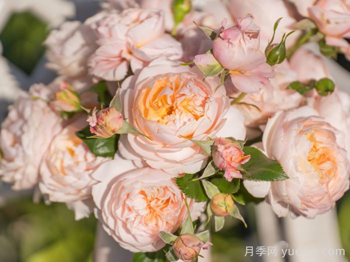 余霞月季(图3)