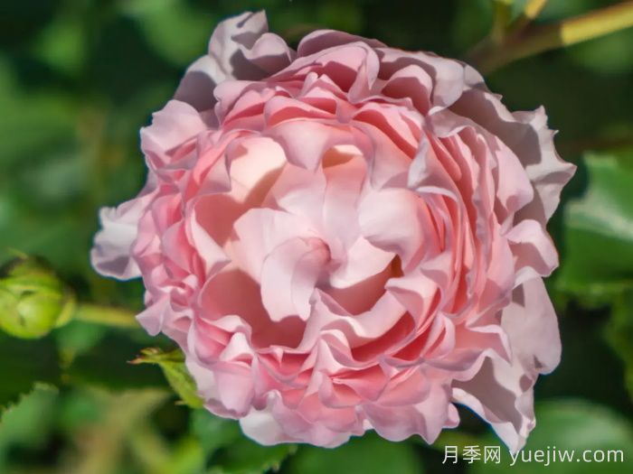 云舒月季(图3)