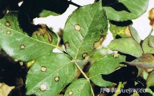 夏天月季发生炭疽病，该如何有效防治？(图1)