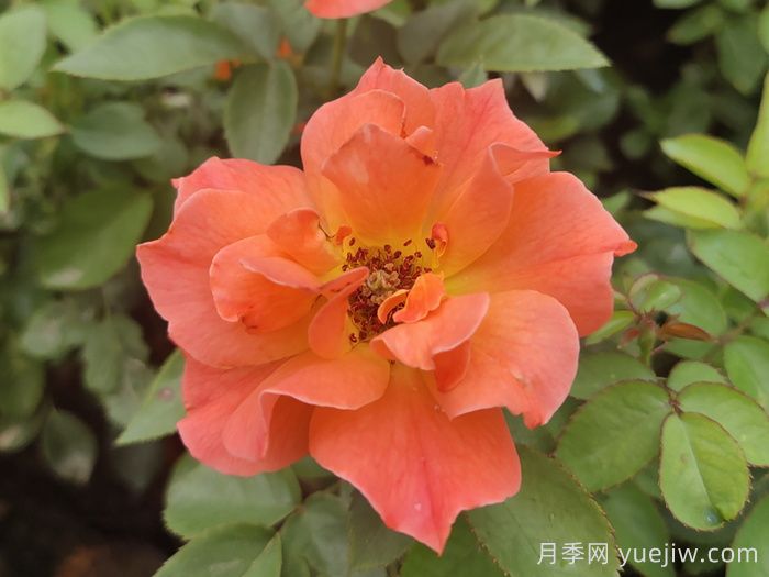 做足功课，迎接杭州人的高架月季专属浪漫(图1)