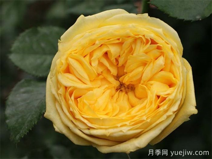 直立性好的月季品种分享(图1)