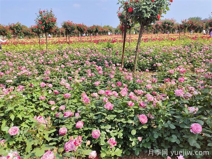 南阳月季栽培技术入门指南(图1)