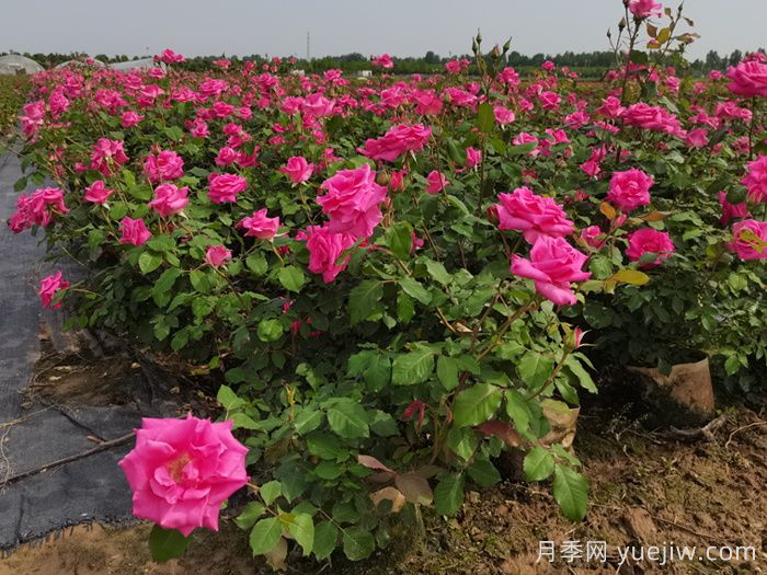 月季花适合在什么环境下生长？(图1)