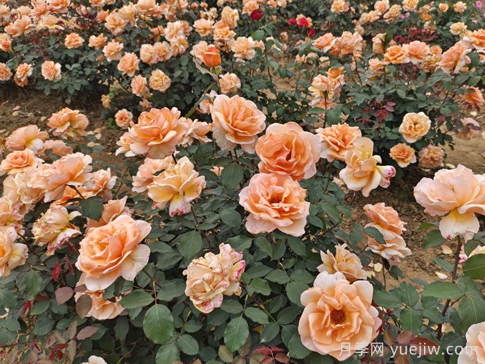 月季花有什么颜色？花色总结(图3)