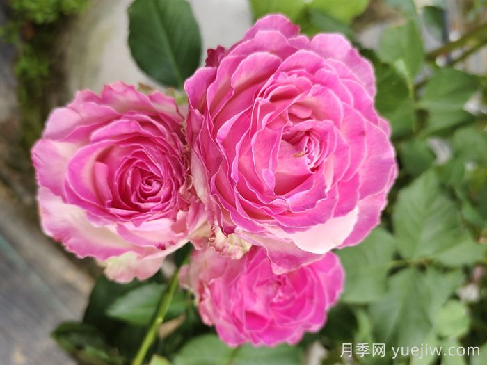 10种***值得种的切花月季(图2)