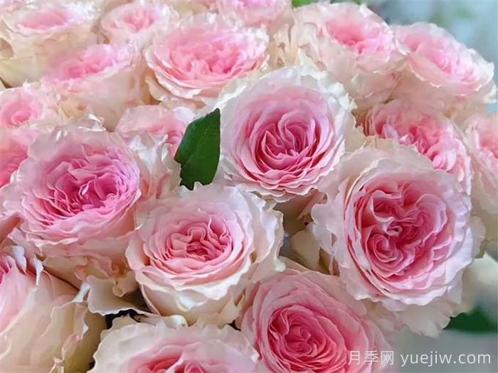 10种***值得种的切花月季(图3)