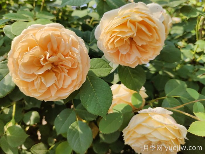 黄月季哪个品种***好养勤花？(图2)