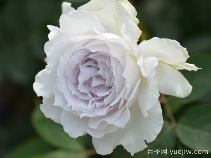盘点那些无刺月季品种(图2)