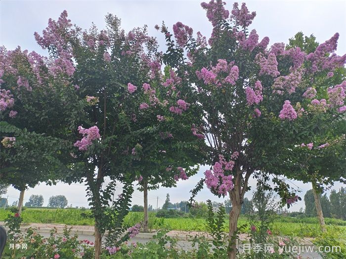 紫薇和丛生紫薇到底有什么区别？(图2)