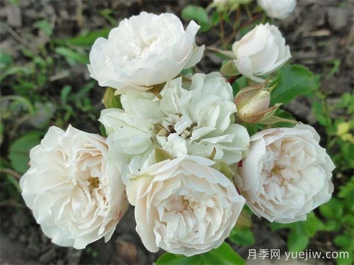 绿冰月季推荐，清新淡雅的微月(图2)
