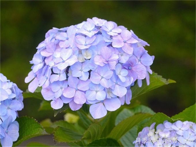 植物介绍：绣球(图1)