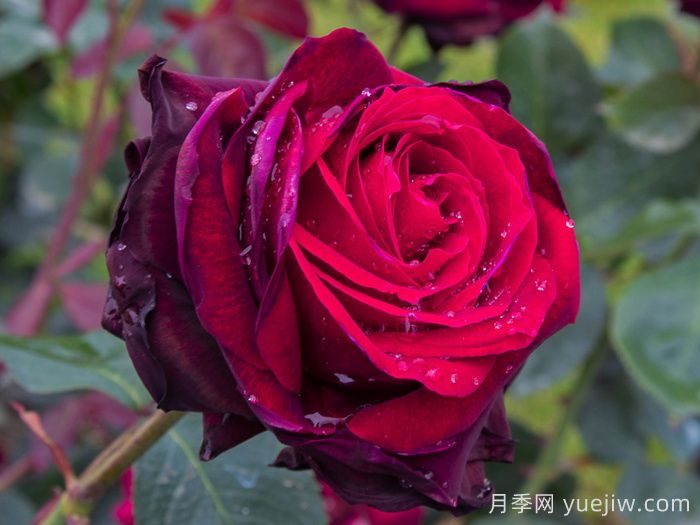 植物介绍：玫瑰(图1)