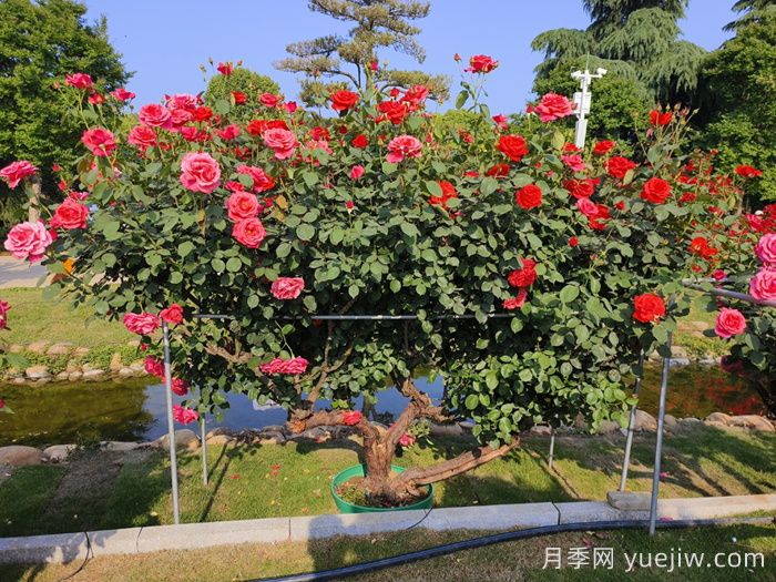 古桩月季(图5)