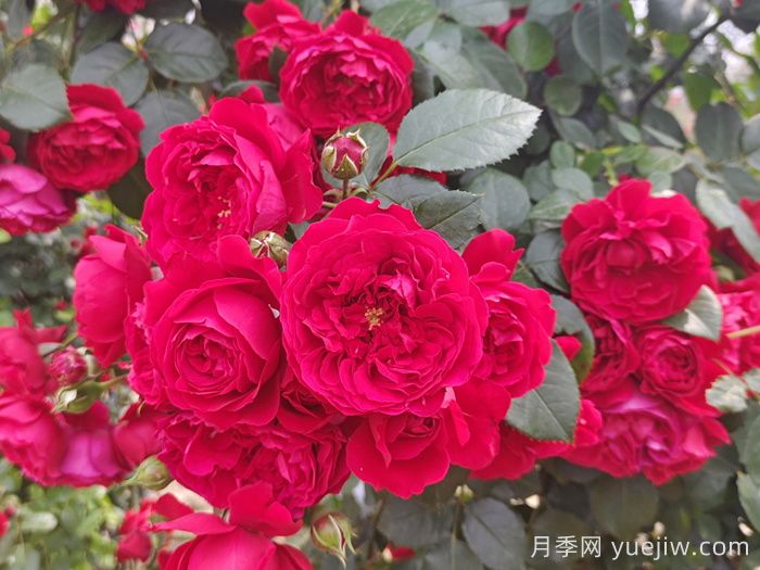 藤本月季有哪些好品种？(图3)