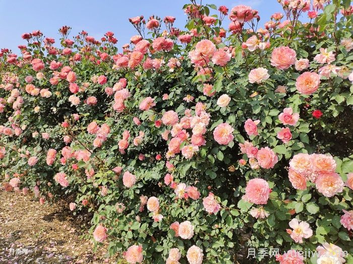 1.5米高藤本月季(图1)