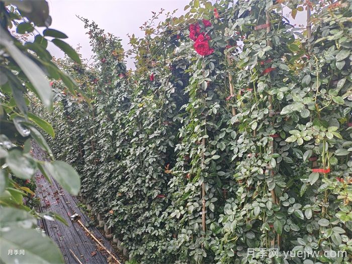 1.5米高藤本月季(图2)