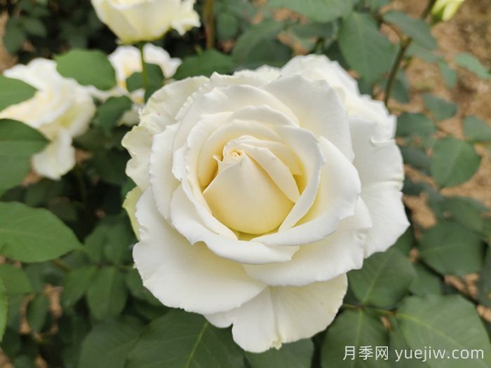 帮助推荐10款优秀的白色月季花(图4)