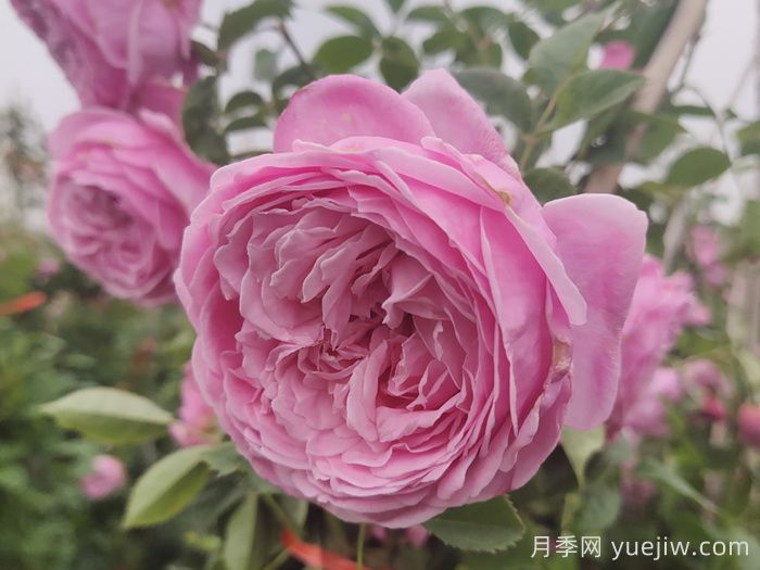 适合盆栽的藤本月季品种有哪些？(图3)
