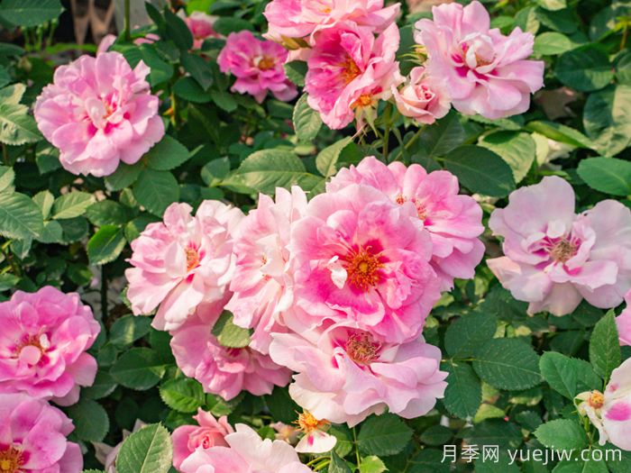 星眸月季(图3)