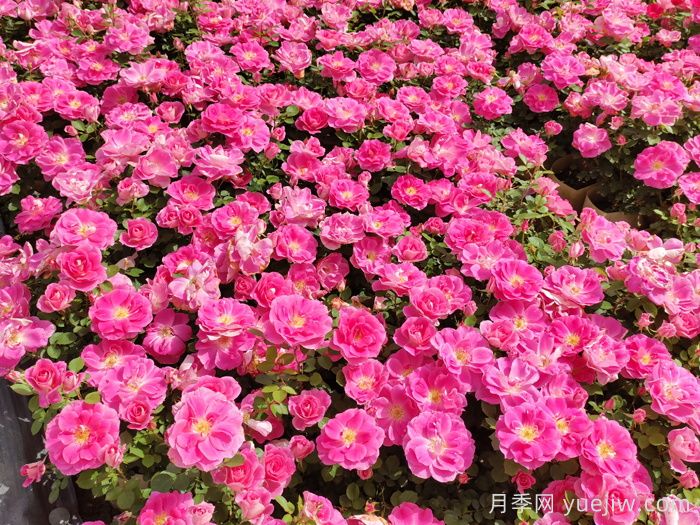 花苞透色和月季花期需要施肥吗？(图1)