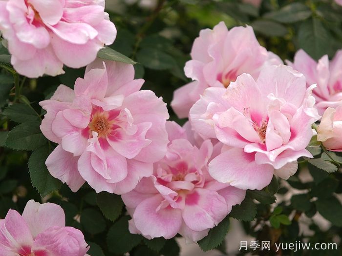 星眸月季(图4)