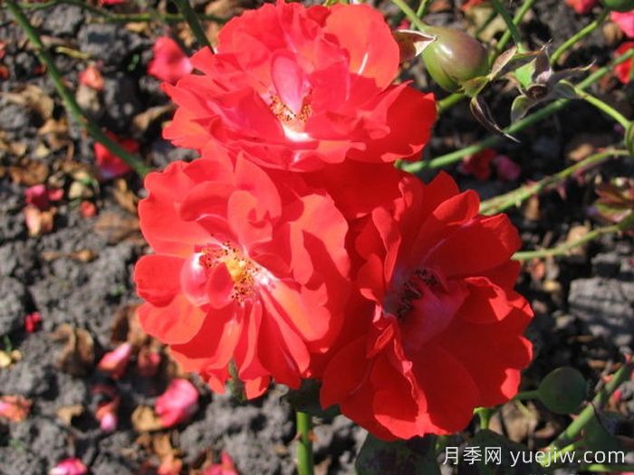 橘红火焰月季/橘色火焰/橘红色火焰(图2)