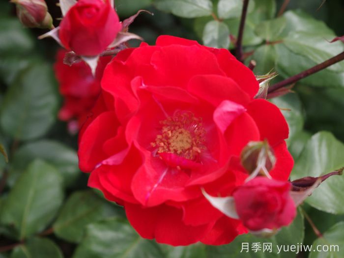 橘红火焰月季/橘色火焰/橘红色火焰(图3)