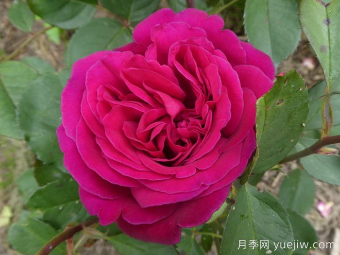 黑莓月季(图1)