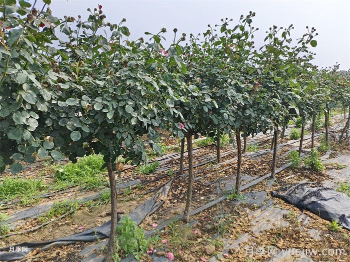 月季网教你挑选优质树状月季的考虑因素(图2)