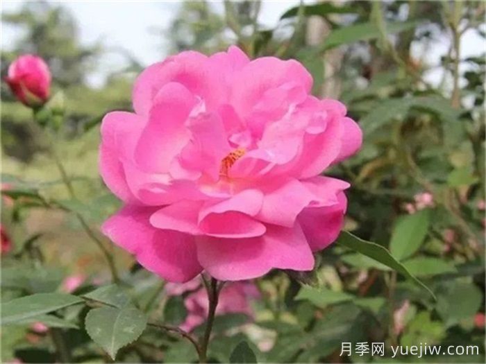 中国月季四大老种，你识得几个？(图1)
