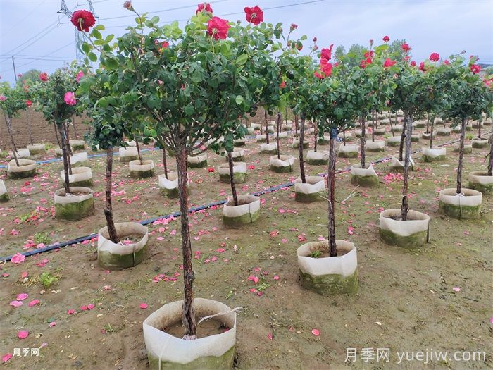 地上钵树状月季/月季树容器苗(图5)
