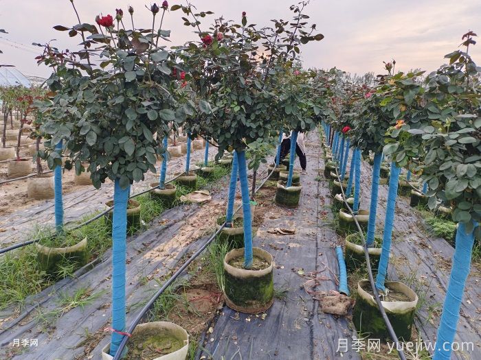 地上钵树状月季/月季树容器苗(图2)