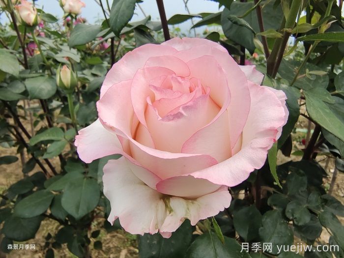 朱米莉亚月季/艾莎月季/爱莎玫瑰(图2)