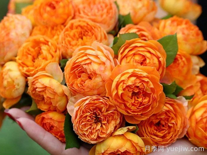 蜂蜜焦糖月季(图1)