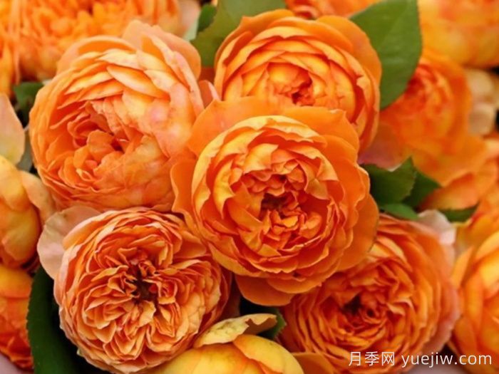 蜂蜜焦糖月季(图3)