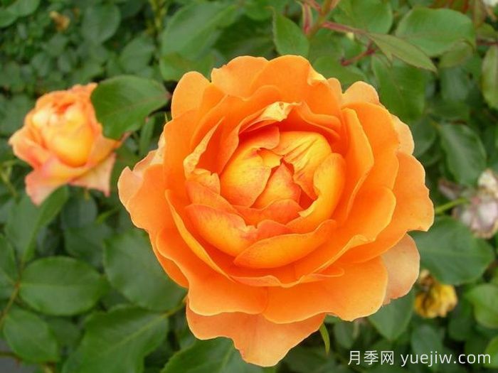 蜂蜜焦糖月季(图2)