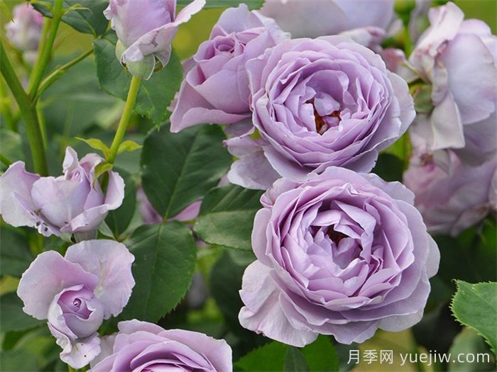 蓝色风暴月季/暗恋的心(图4)
