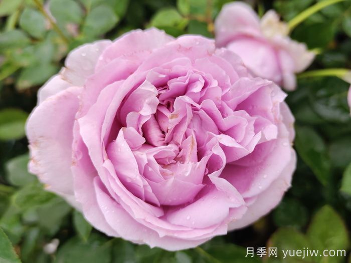 蓝色风暴月季/暗恋的心(图3)