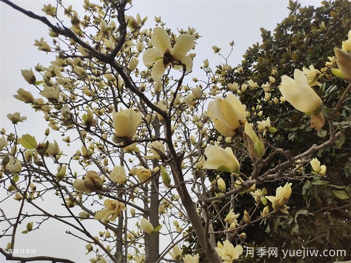 黄玉兰(图2)