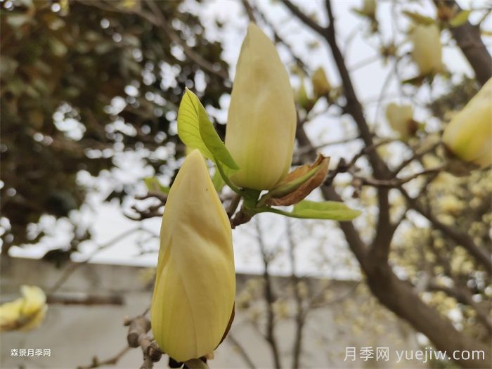 黄玉兰(图3)