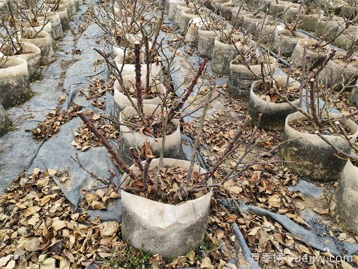 月季花冬天能耐寒零下多少度？(图1)