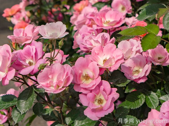 西子烟雨月季(图4)