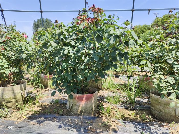 月季苗什么季节种植***好？春秋季种月季注意点(图2)