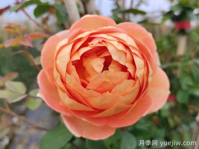 夏洛特夫人月季/夏洛特女郎月季(图2)