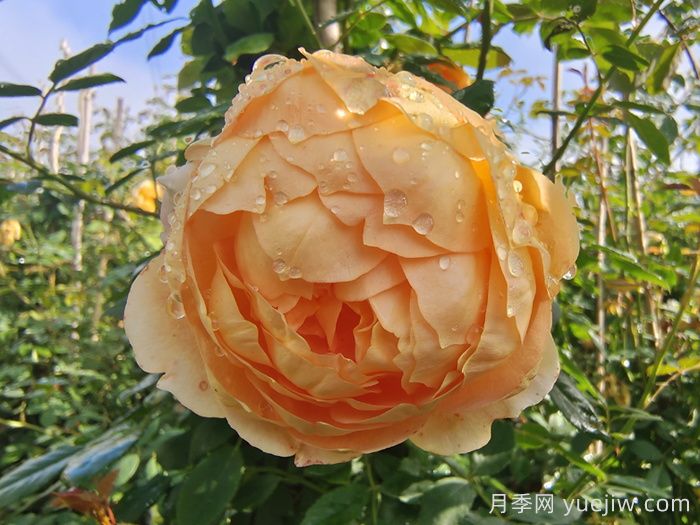 夏洛特夫人月季/夏洛特女郎月季(图3)